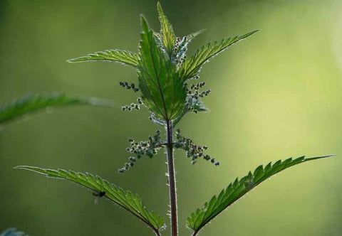 BIO-Brennnesselpulver