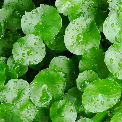 1% CENTELLA REVERSA™
